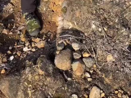 丹阳神罐都是自己捡的。分儿钱不用花、用不完根本都用不完#石壳壳#丹阳神罐#空心石#山客盆景