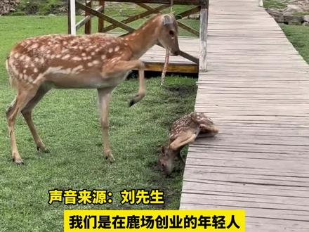 6月9日(采访时间),黑龙江伊春,刚出生的小鹿被妈妈踩踏,众人看见后急忙跑来驱赶母鹿,工作人员:暂时我们在喂养。