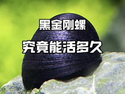 黑金刚螺能活多久 #水草 #水草造景 #草缸 #草缸造景 #水族