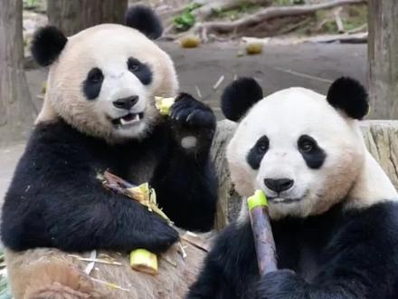 3月24日,蕊蕊下午搬离了蝶泉园,今天才是妈妈和崽崽们真正的离别。记录一下紫蕊和蕊蕊共进的最后一次晚餐,这画面能存在脑海里很久很久……
两个崽崽你们都要好好吃饭,互相照顾对方,好好生活,好好睡觉,妈妈在不远的别处会想念你们的~#大熊猫蕊蕊 #大熊猫蕊蕊崽 #国宝 #来这吸熊猫