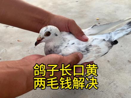 两毛钱解决鸽子口黄 #鸽子 #信鸽赛鸽