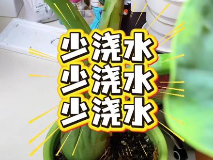 象耳芋前期你就少浇水,把控不了土的透气性就管住手✋#象耳芋养护#北方养象耳芋#象耳芋种植#大型绿植