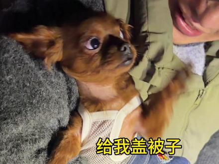 QQ今日能量已耗尽…早点睡姨姨萌 #小狗QQ睡觉 #它好像个宝宝 #狗狗治愈一切不开心 #萌狗 #萌宠日常