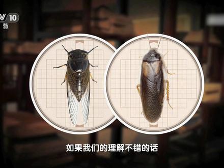 古人厌恶蟑螂吗?回顾历史,才发现这些惊人真相@抖音小助手