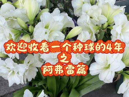 两年,一个种球真的可以变成一盆,不相信的话你养个阿弗雷试试。#种球繁殖 #朱顶红 #阿弗雷 #养花人的乐趣 #花卉绿植