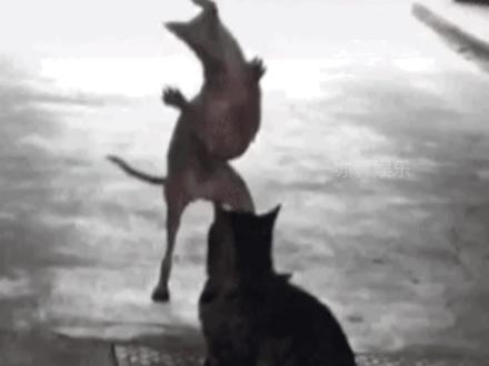 被洗脑了,满脑子都是coconut#coconut之歌 #coconut椰子 #coco