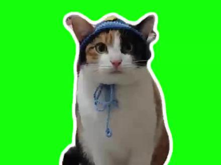 昨天那个#萝卜纸巾猫咪 视频有其他声音,今天把声音去掉了,需要的小伙伴自取吧#萝卜纸巾猫 #搞笑 #萝卜纸巾出现人传人现象 #萝卜纸巾猫咪二创