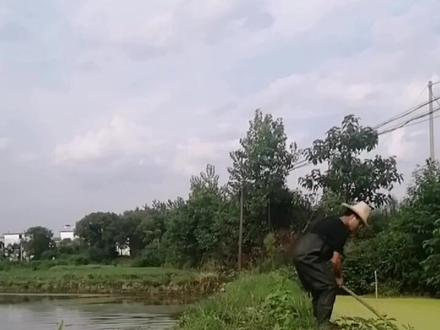 养“浮萍”给草鱼吃,不到一个星期浮萍就可以长满整个鱼塘,繁殖特别快!#养鱼
