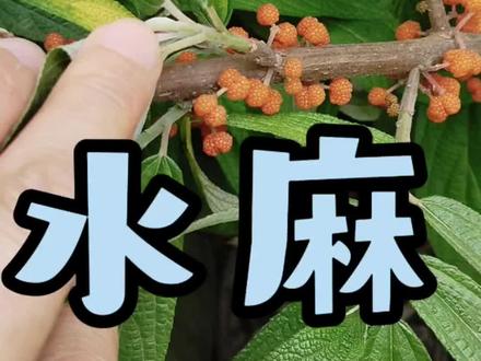 像小树莓的水麻果实#水麻 #野果#四川方言