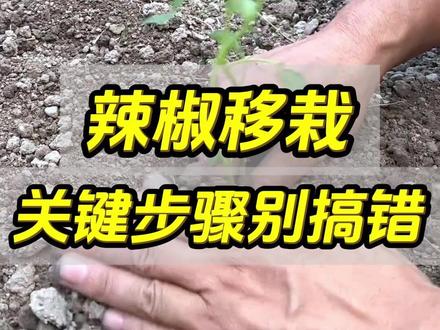 辣椒移栽关键步骤别搞错了
#辣椒种植 #辣椒高产 #三农种植 #种植小技巧