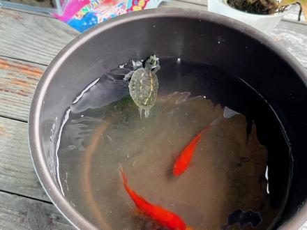 帮小乌龟造房子!找到了音乐公主爱美莉的3D打印笔,造了一个房子 #玩具 #3D打印笔 #手工制作