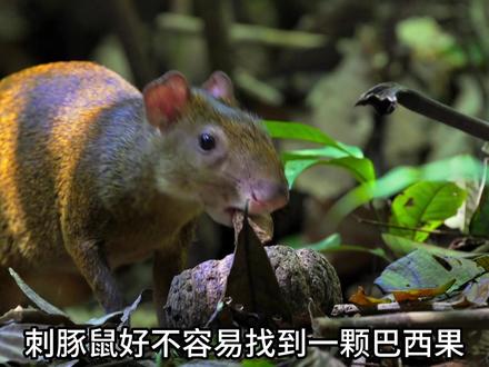 箭毒蛙被吞娃,狨猴错把蚂蚱当朋友,天鹅绒虫是动物界的谍战高手 #动物 #纪录片 #自然