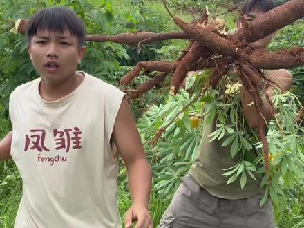 一首灵山大木薯家歌曲送给大家