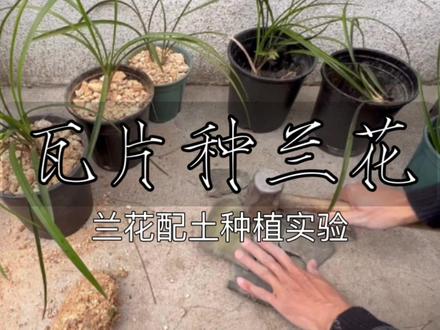 用瓦片种兰花。兰花配土种植实验。森山·蛰的院子。#种兰花我是认真滴 #兰花 #养兰人 #我的小院 #一起养花