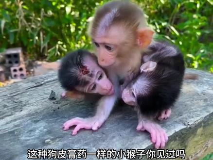 诡异的膏药猴来历 #动物科普 #膏药猴 #知识科普