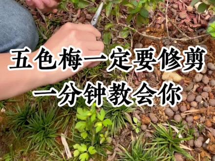 五色梅养护小技巧,一定要修剪,技巧一分钟教会你#爱生活爱养花 #一花一草一世界 #我的花花草草🌸🌸 #养花人的乐趣 #种植小技巧