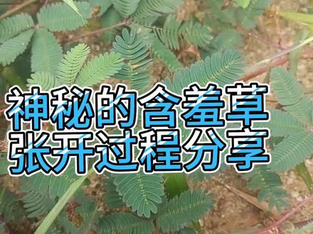 分享一下含羞草的张开过程,好神奇的含羞草 #含羞草害羞了