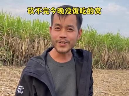 砍不完今晚没饭吃的窝 #张家界七星山#张家界七星山骆驼杯#老六荒野#张家界七星山老六荒野