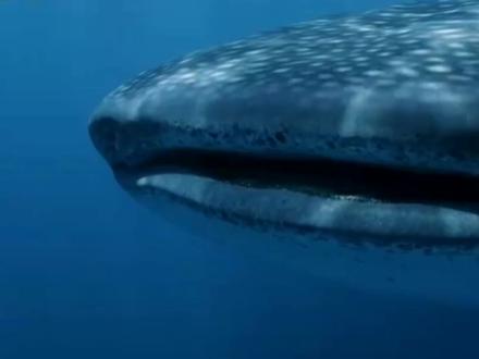 鲸鲨 世界上体积最大的鱼 体重20吨 寿命60岁