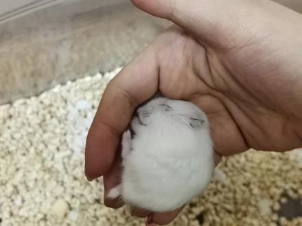 #仓鼠 #仓鼠躺手 分享一个自己如何让仓鼠躺手的教程 过程一定要有耐心喔