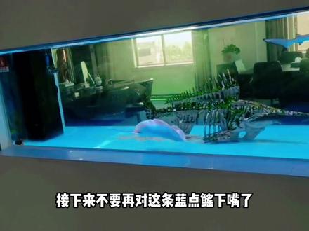 可怜的蓝点鳐!#养鱼日记 #观赏鱼 #海缸日记 #海缸 #神奇动物在抖音
