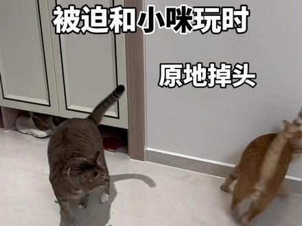 小咪:虽然你有点智障,但是我就愿意天天跟你玩~ #大咪和小咪的日常