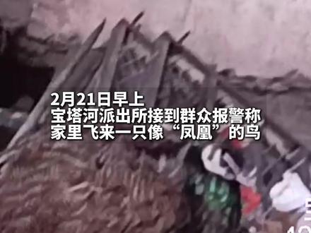 大年初五居民家里飞来“凤凰”,民警到场确认是孔雀,网友:有凤来宜 好运见者有份#这操作 #热点 #湖北dou知道 #守护的瞬间 #宜昌