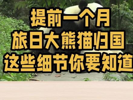 回家啦!旅日大熊猫晓晓蕾蕾提前归国,原因太暖心