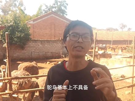 想买2个鸵鸟当宠物养,行不行?4点原因告诉你真实的情况