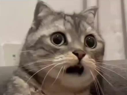 星野的更新内容#软件分享 #星野 #软件