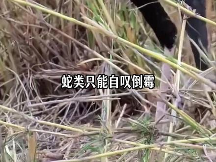 草原上优雅的长腿猎手 #蛇鹫 #秘书鸟 #动物科普