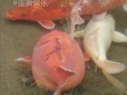 我勒个大胖猪鲤#趵突泉的鱼 #趵突泉