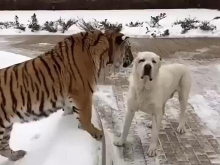狗狗去看望一起长大的老虎,老虎一下就认出了它,画面太暖心了! #老虎 #东北虎 #猫科动物 #大猫 #猛兽
