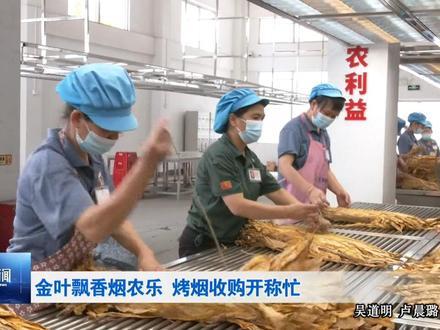 金叶飘香烟农乐 烤烟收购开称忙