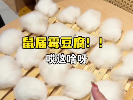 松松软软的云朵棉花“豆腐” #仓鼠#金丝熊