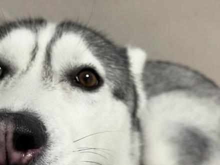 当你拥有一只异瞳的哈士奇就等于有了两只哈士奇#哈士奇 #抖音动物图鉴 #二哈