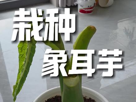 象耳芋到家第一步怎么做#真实生活分享计划 #绿植养护 #象耳芋 #象耳芋种植