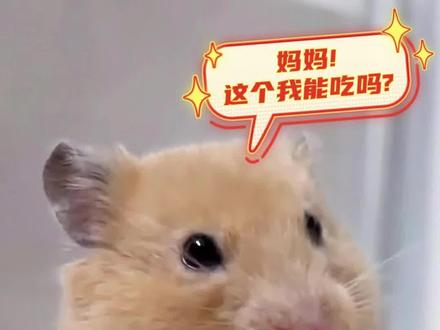 仓鼠可以吃的人类食物有什么?#宠物知识 #养宠知识 #仓鼠