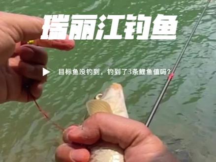 #创作灵感 #2023dou来钓鱼 #钓鱼人 #户外钓鱼 跑七八十公里路到瑞丽江钓细鳞鱼,只钓到3条鲤鱼值吗?