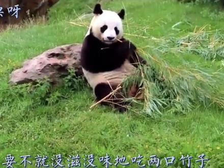 完美继承四川男人耙耳朵特性的大熊猫——园子#大熊猫园子#园子和欢欢#大熊猫欢欢和圆子 #旅法大熊猫圆子#大熊猫园子耙耳朵#法国大熊猫