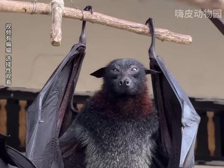 会飞的天空小狗:果蝠 #神奇动物在抖音 #果蝠 #动物世界 #动物