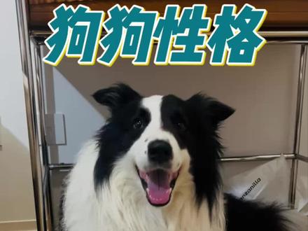 你家狗狗的性格你知道吗?#萌宠出道计划 #毛孩子的日常