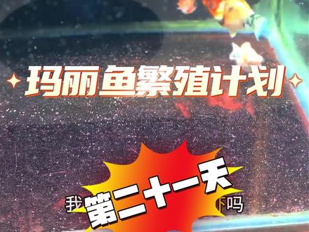 终于可以给精神股东们送鱼啦! 玛丽鱼繁殖计划第二十一天!欢迎在评论区留言是想要鱼苗还是亚成鱼!#玛丽鱼 #热带鱼 #观赏鱼 #会火 #Molly计划