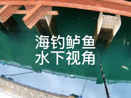 路亚海钓鲈鱼漂活虾假饵软虫米诺铁板钓海鲈鱼教学分享水下视角#钓鱼人 #钓鱼的乐趣只有钓鱼人懂 #海钓 #路亚 #钓鱼