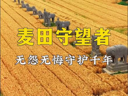 它们来自北宋年代,无怨无悔守护皇陵上千年,麦田守望者!#旅行大玩家 #航拍