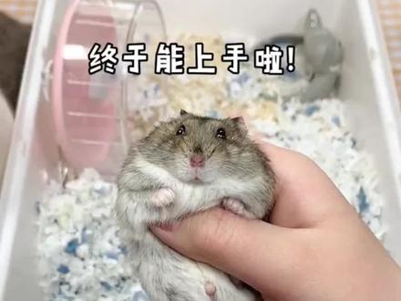 #仓鼠 #萌宠 #萌宠出道计划 #仓鼠宝宝的日常 #宠物成精啦