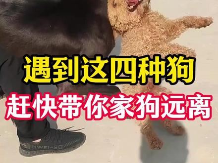 遛狗的时候遇到这四种狗,赶快带你家狗远离! #新手养狗 #养狗经验分享 #科学养宠攻略 #养狗人 #狗狗