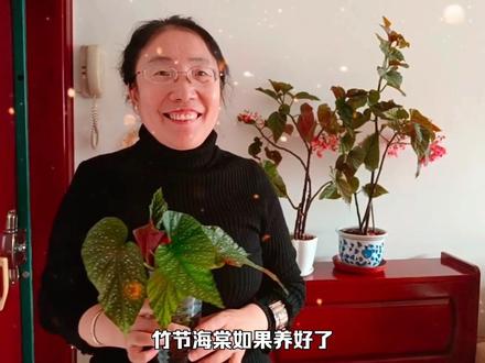 竹节海棠可一年四季多次开花,如果你养的不开花,可能这几个原因#花卉绿植 #生活小妙招 #养花小知识 #养花