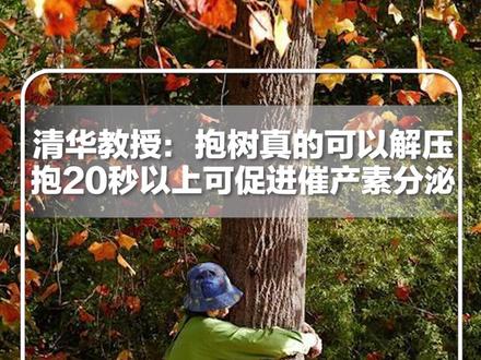 #每日新知 | 原来抱树真可以解压!清华大学教授李树华:抱树20秒以上,可以促进“解压激素”催产素的分泌。网友:人+木=休 #新华每日电讯