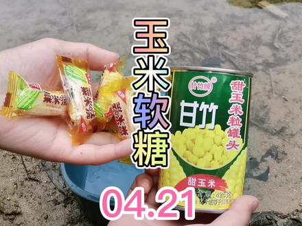 玉米软糖打窝,草鱼这玩意儿按说不挑食,相信会吃,最好首选饵料 #钓鱼 #一直都是喂鱼人 #测饵